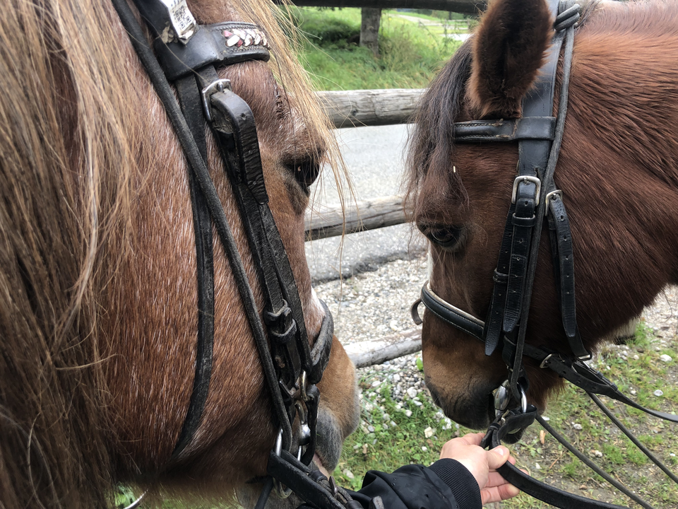 horse riding on holiday in the Zillertal